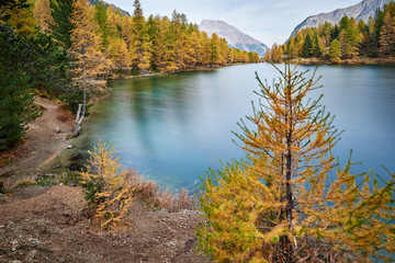 Herbstzauber am Palpuognasee, Lai da Palpuogna, Bergsee am Albulapass, goldfarbener Lärchenwald, Berge