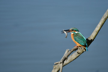 食事中のカワセミ
