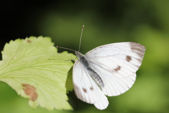 fotos de mariposas y insectos varios 