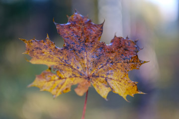 naked autumn trees with few red leaves
