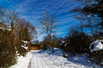 A snowy path in a forest, Paris area