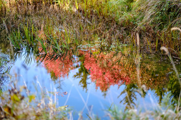 nature reflections in clear water in lake or river at countryside