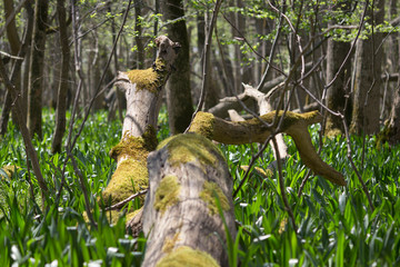 Naturschutzgebiet Echinger Lohe bei München