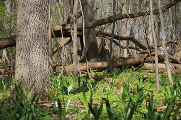 Naturschutzgebiet Echinger Lohe bei München