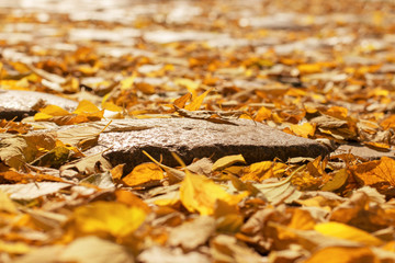 .A lot of autumn leaves on the road.