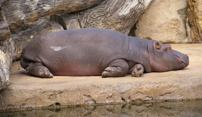Hippopotamus lies resting near water midday heat drought