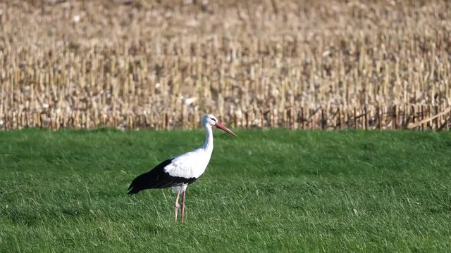 Storch im Herbstwind
