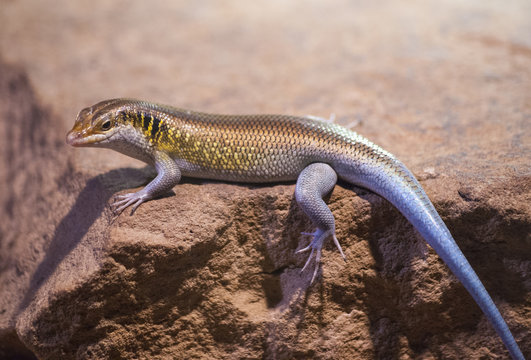 Lizard portrait sitting on stone