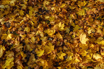 abstract background pattern of yellow autumn tree leaves