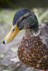 Drake male duck portrait