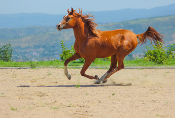 Red purebred Arabian stallion flies at a gallop with flowing mane and tail against the backdrop of mountains