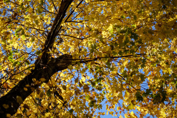 abstract background pattern of yellow autumn tree leaves