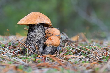 A family of three cute red-capped scaber stalks (Leccinum aurantiacum) in the pine needles close up. Fungi, mushroom in the summer forest.