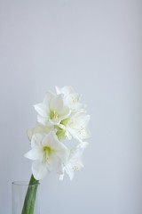Weiße Amaryllis in Vase vor weißem Hintergrund mit copy space