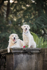 two dogs of breed Golden Retriever, sitting on a dark background among the palm trees