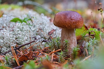  King boletus mushroom in the forest close up. Surrounded by white moss. Autumn sepe in the woods.  Cooking delicious organic mushroom. Gourmet food. Cooking delicious organic mushroom. Gourmet food.