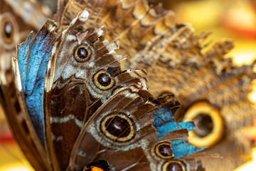 Aile de papillon Morpho, Caligo Memnon