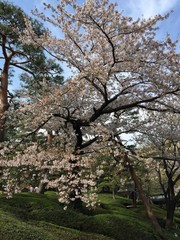 Obraz premium 桜