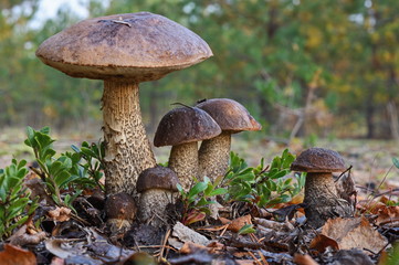 Unique picture of a big family of six birch boletes (Leccinum scabrum) mushrooms,  known as the rough-stemmed bolete,  or scaber stalk cloe up picture in the summer forest. Surrounded by pine needles.