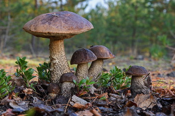 Unique picture of a big family of six birch boletes (Leccinum scabrum) mushrooms,  known as the rough-stemmed bolete,  or scaber stalk cloe up picture in the summer forest. Surrounded by pine needles.