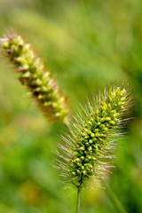 Screensaver on the phone meadow grass