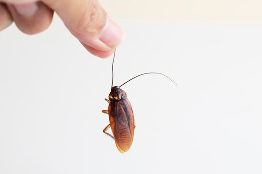 Hand holding dead cockroach