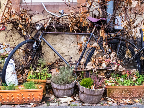 Old bicycle overgrown with a vine leaning against a building wall on a street in Lissingen, Gerolstein an der Kyll, Germany, November street image