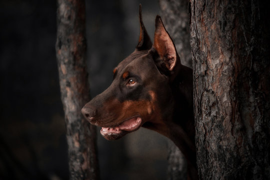 Portrait Dog Purebred Red Doberman Near Trees