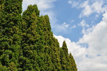 Obraz premium Landscape