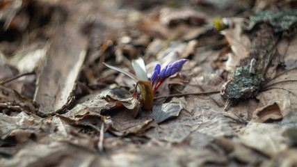 blue forest flowers