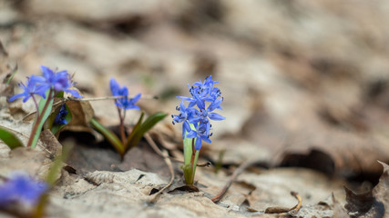 blue forest flowers