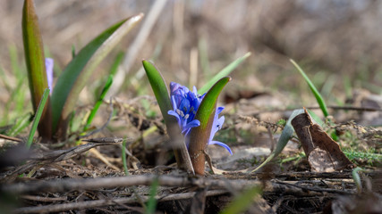 blue forest flowers