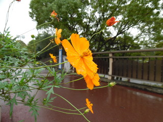 The cosmos blooming in rain in a park