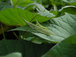 Two grasshoppers on the leaf of the sweet potato