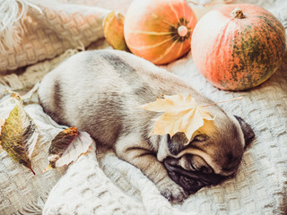 Cute, sweet puppy, sleeping on a blanket, yellow pumpkins and leaves on a white background. Pet care concept