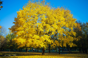 Autumnal fall landscape, park with trees, field, sky