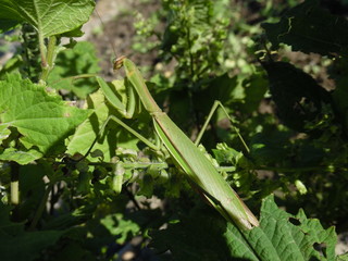 Mantis in the leaf of the perilla