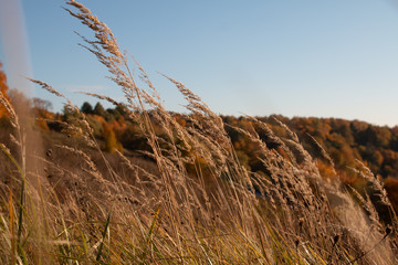 Obraz premium dry grass and blue sky