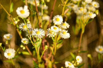 Beautiful Camomile Flowers in the wild Nature