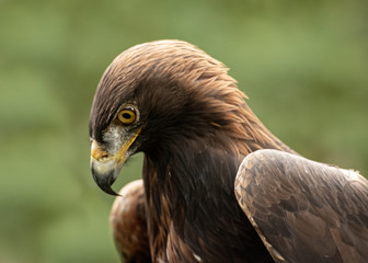 This Golden Eagle in part of a breeding & conservation program in the UK