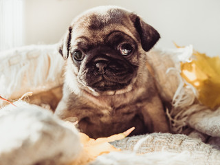 Cute, sweet puppy lying on a blanket and yellow leaves on a white background. Pet care concept