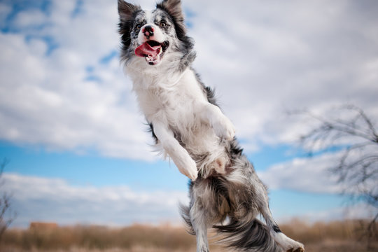cheerful jumping dog Border Collie the blue sky