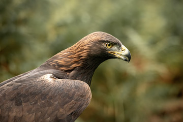 This Golden Eagle in part of a breeding & conservation program in the UK