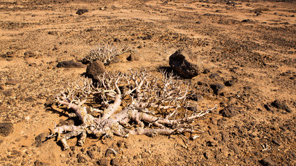 a succulent plant  trying to survive on a very hot and rocky bare plain