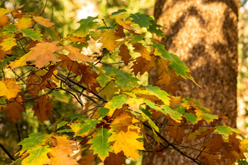 Zeist, Utrecht/The Netherlands - October 21 2018: Close up with shallow depth of field of colorful autumn leaves with deep tones