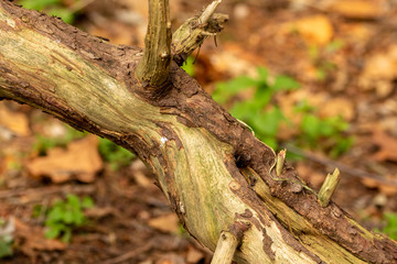 Fototapeta premium Zeist, Utrecht/The Netherlands - October 21 2018: Old broken branch on the forest floor partially without bark