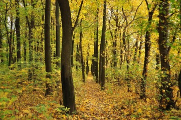 Obraz premium autumn in the forest