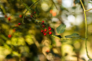 Zeist, Utrecht/The Netherlands - October 21 2018: Branch with lush red berries in autumn sunshine...