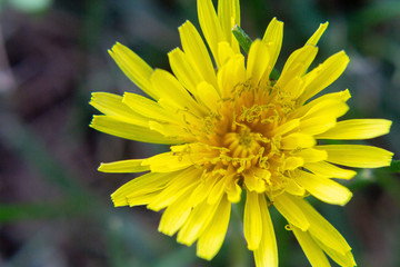 Flowering of yellow dandelion