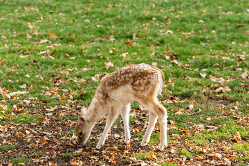 Naklejka na ściany i meble Zeist, Utrecht/The Netherlands - October 21 2018: Very young deer calf with fluffy fur grazing and eating acorns
